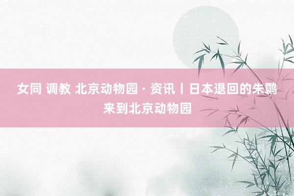 女同 调教 北京动物园 · 资讯丨日本退回的朱鹮来到北京动物园